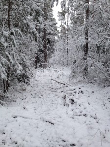 Schnee Wald